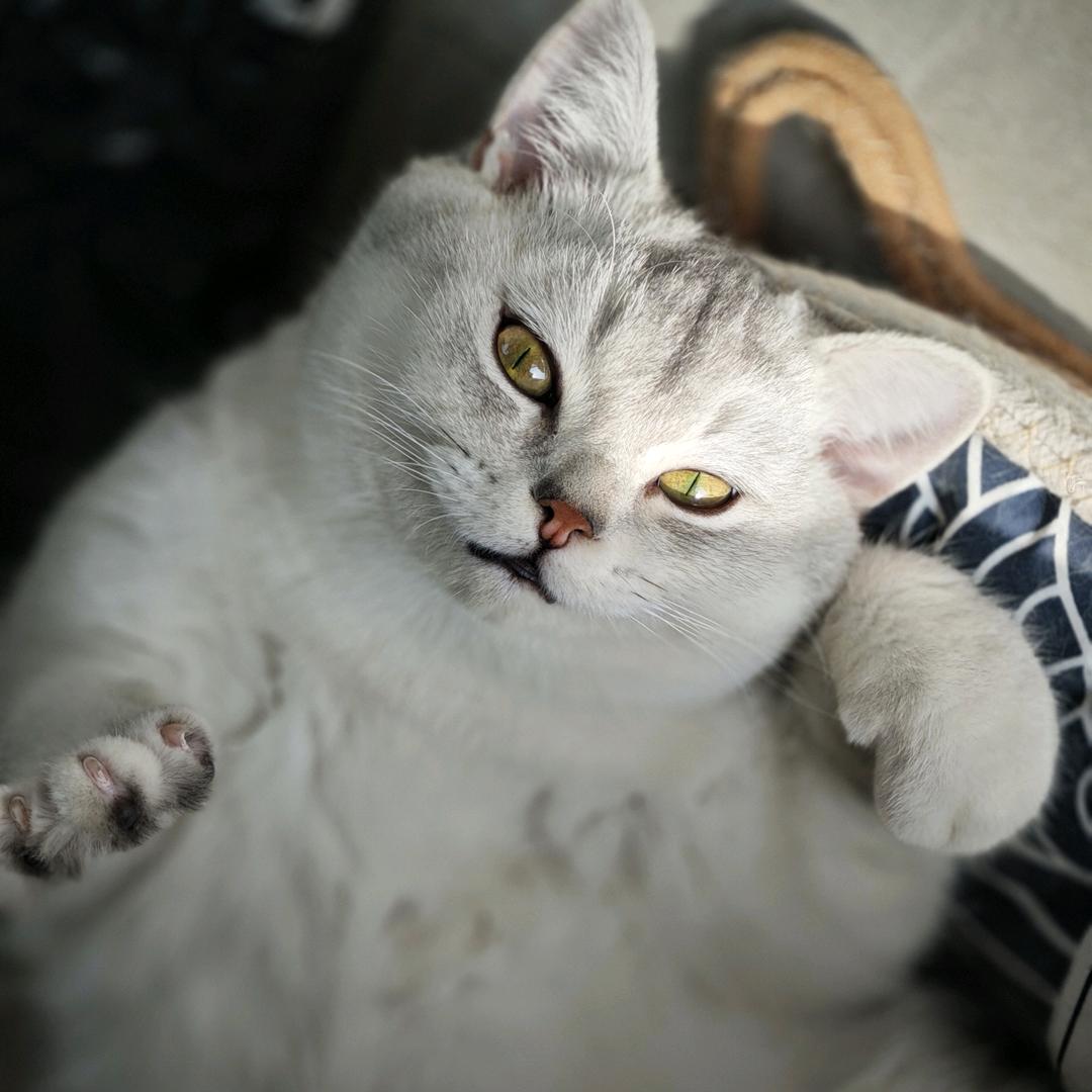 爱骑车的波加查