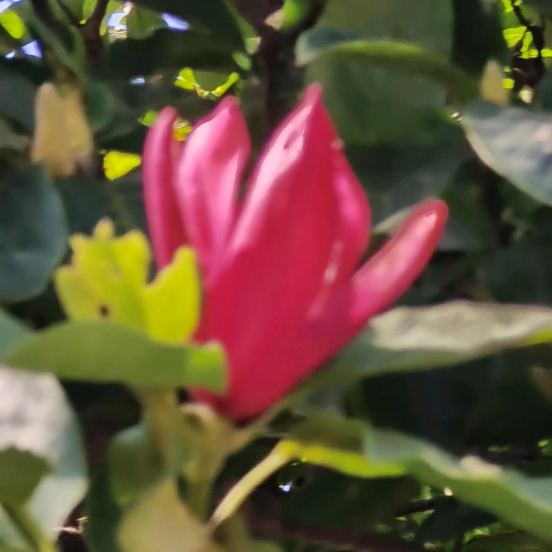 宣草