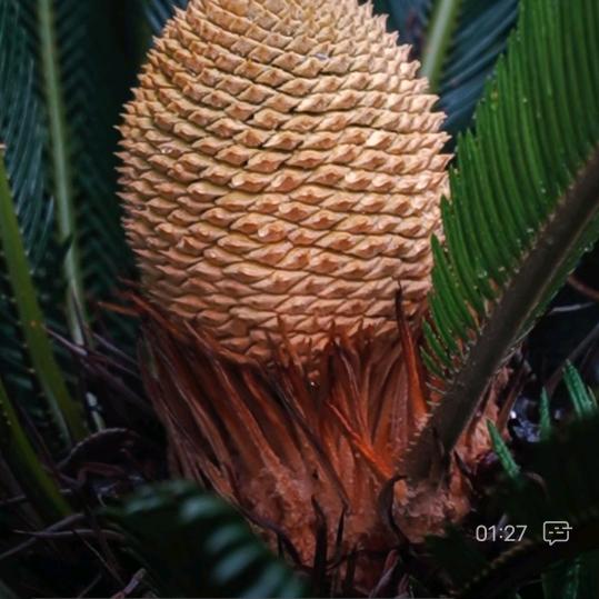 铁树结果福气望头像
