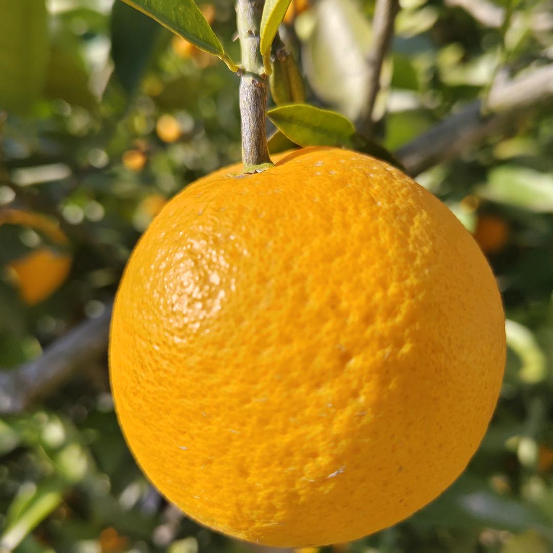 长阳覃鲜生果蔬经营部