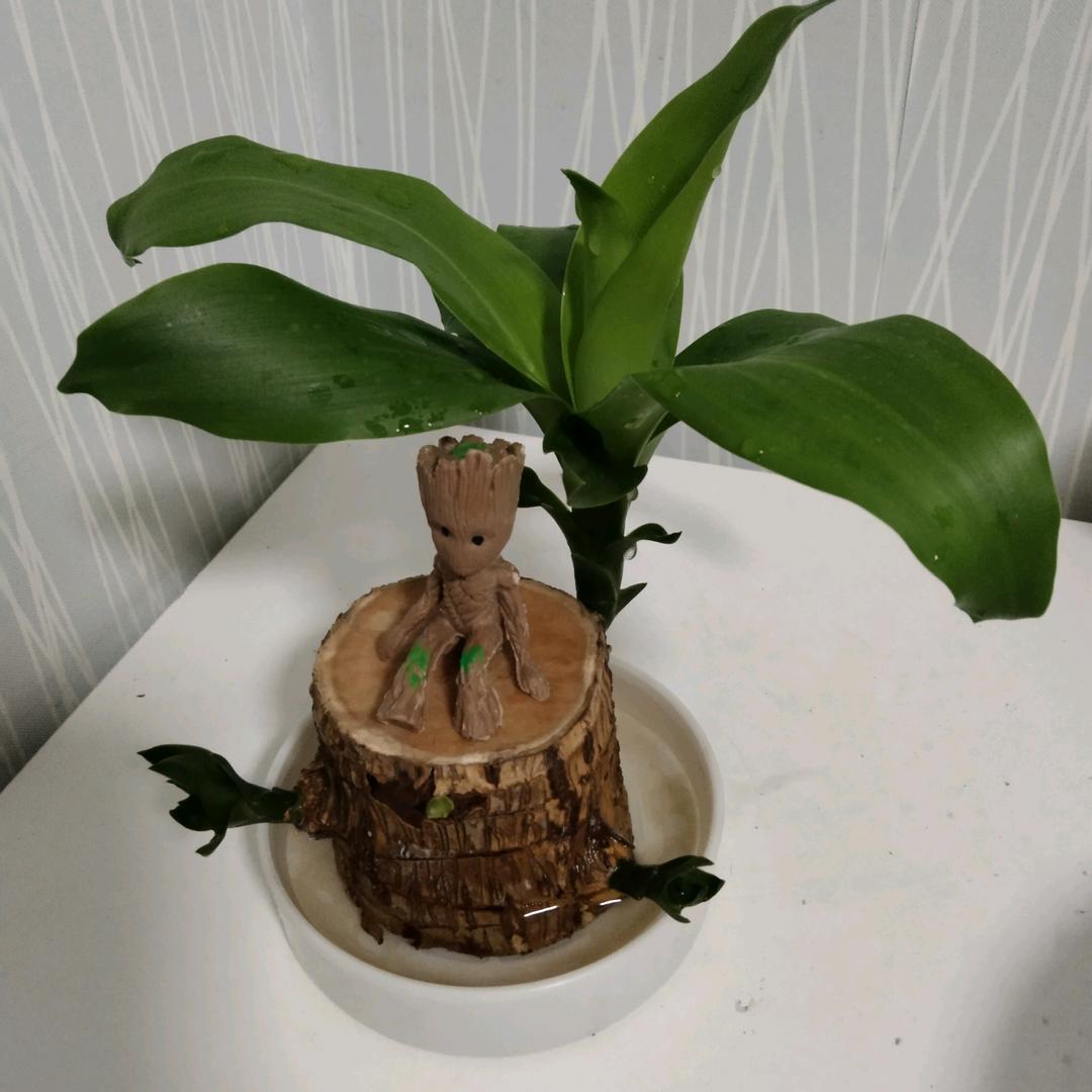 少东家