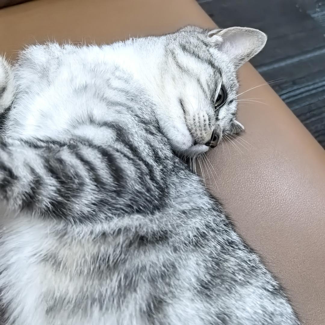 宠医森宠物诊疗