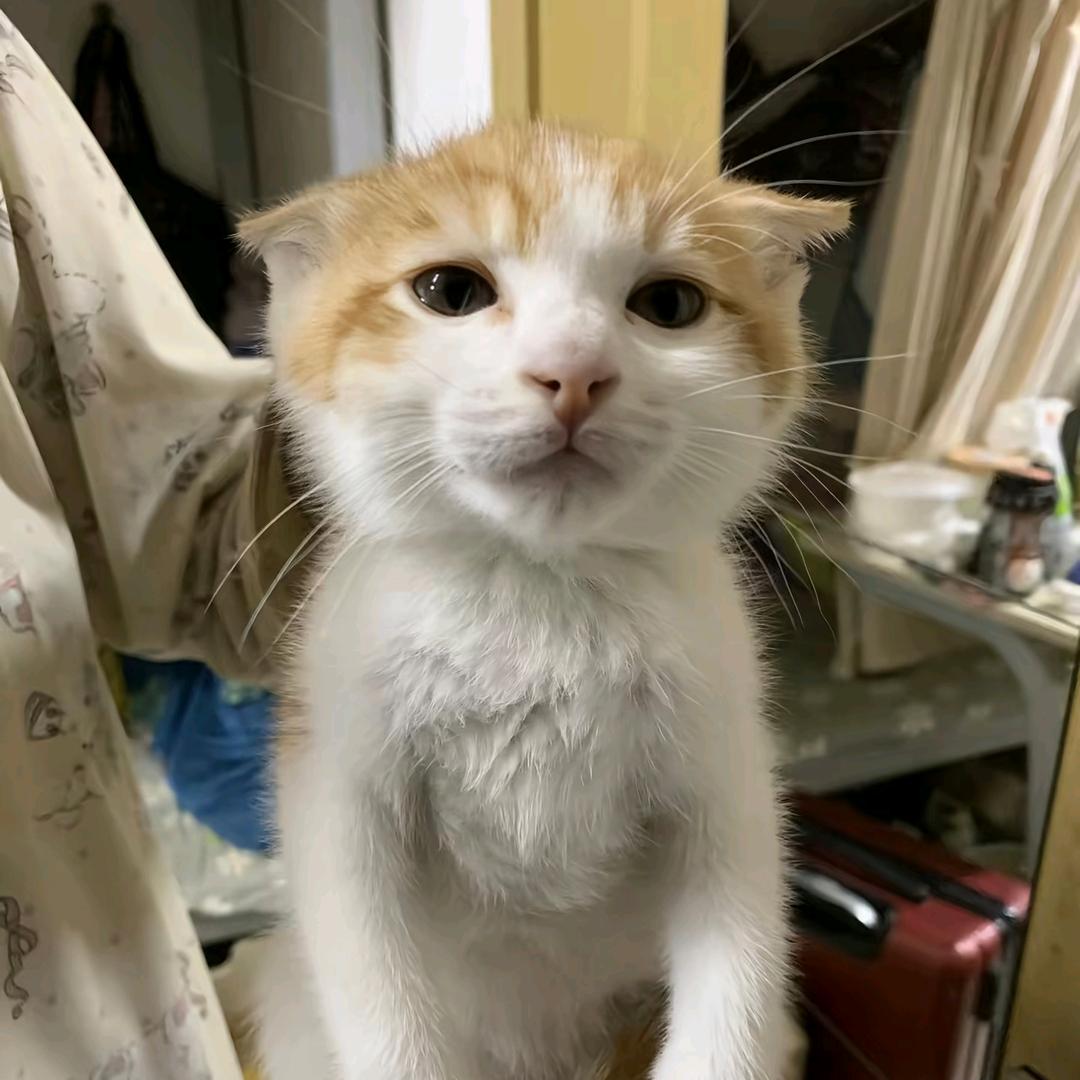 在水果店买水果被误会裤子里藏甘蔗