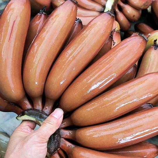 红蕉(美人蕉)代理