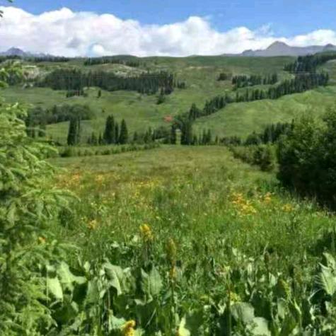 礼想香油芝麻酱