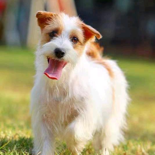 临沂（优繁）犬舍小冷同志