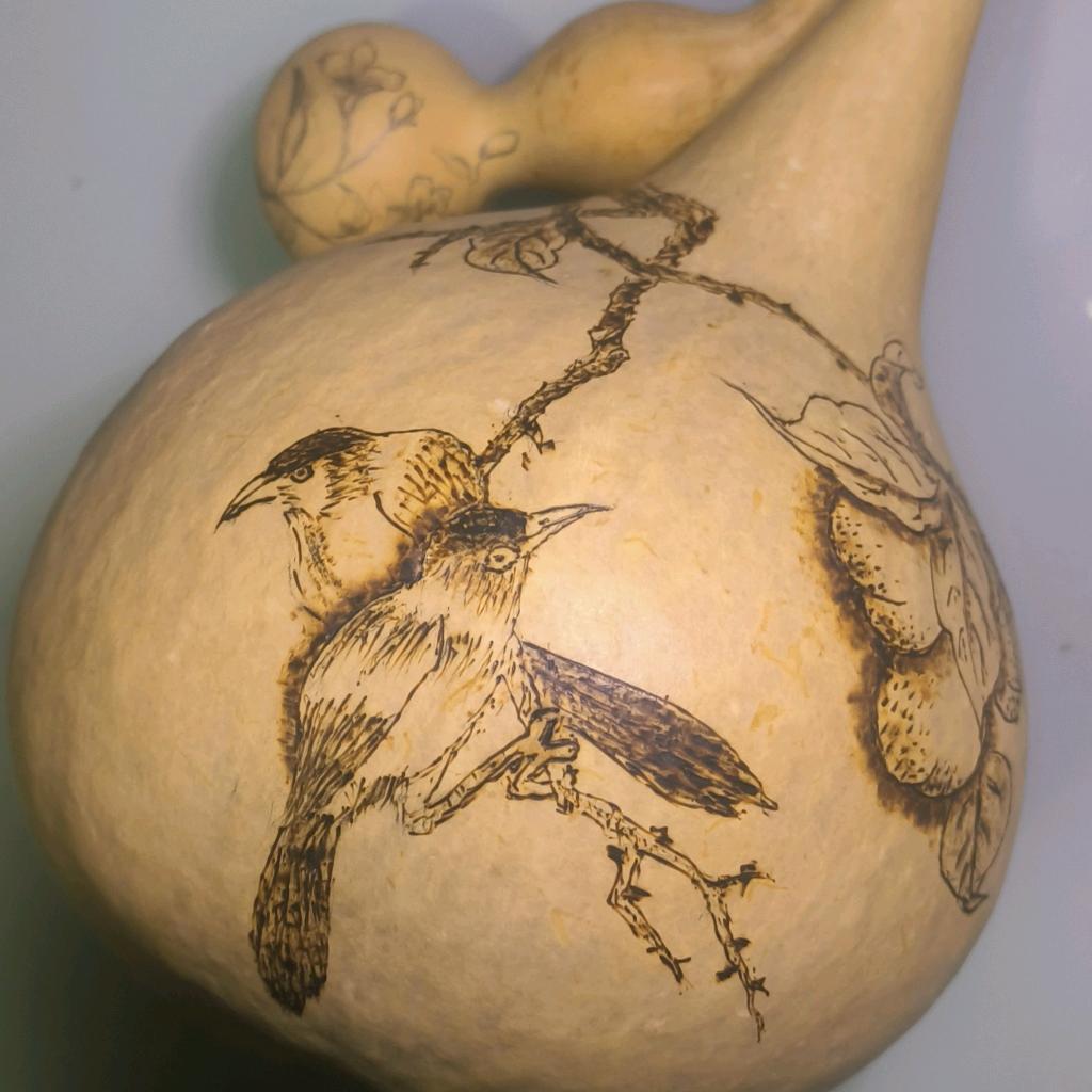 杨鸽喜欢葫芦