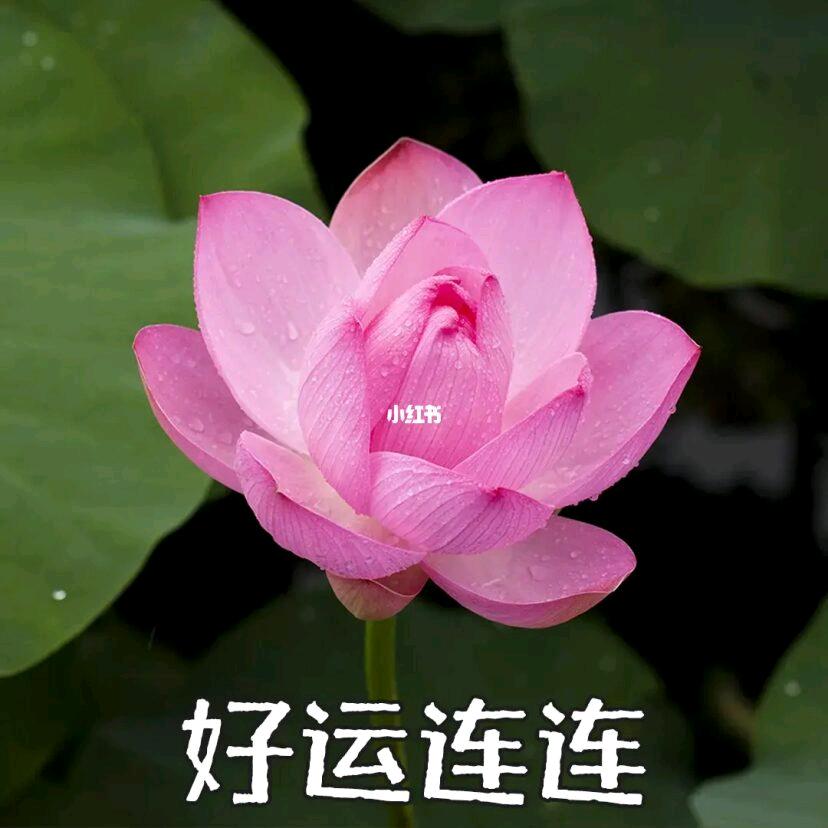 冰心雨露