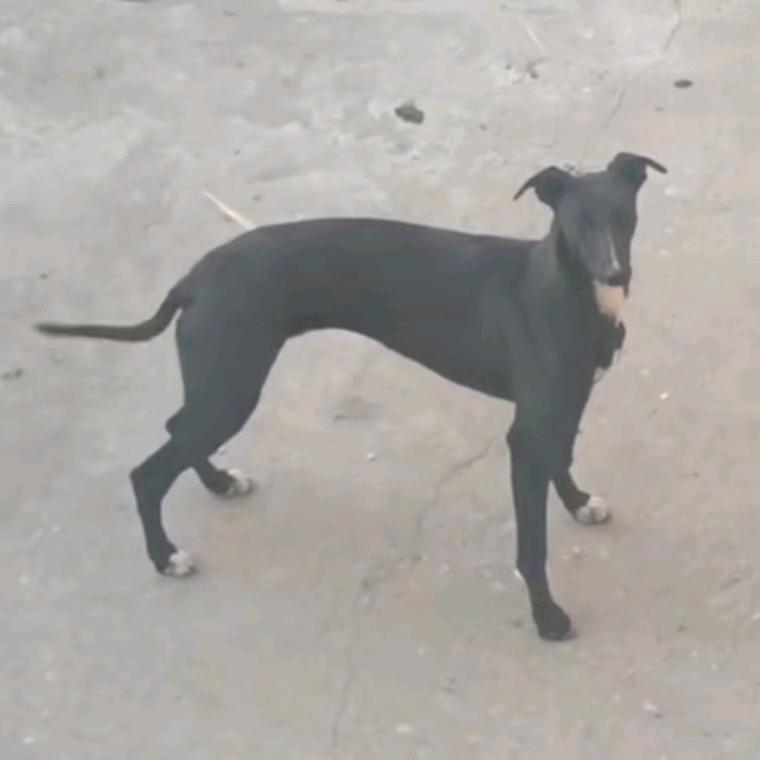 🔥🔥猎犬交流中心