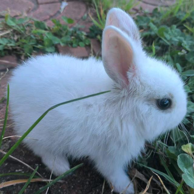 贪吃的萌宠-小肉肉