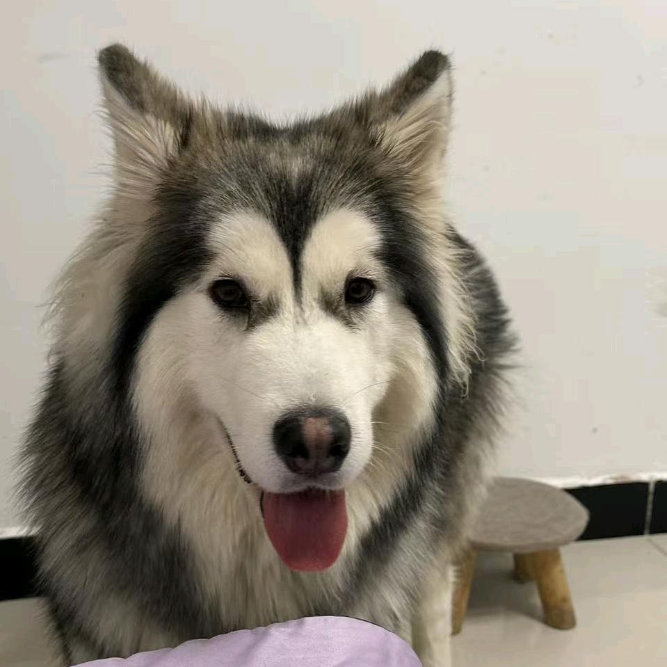 仔仔～阿拉斯加