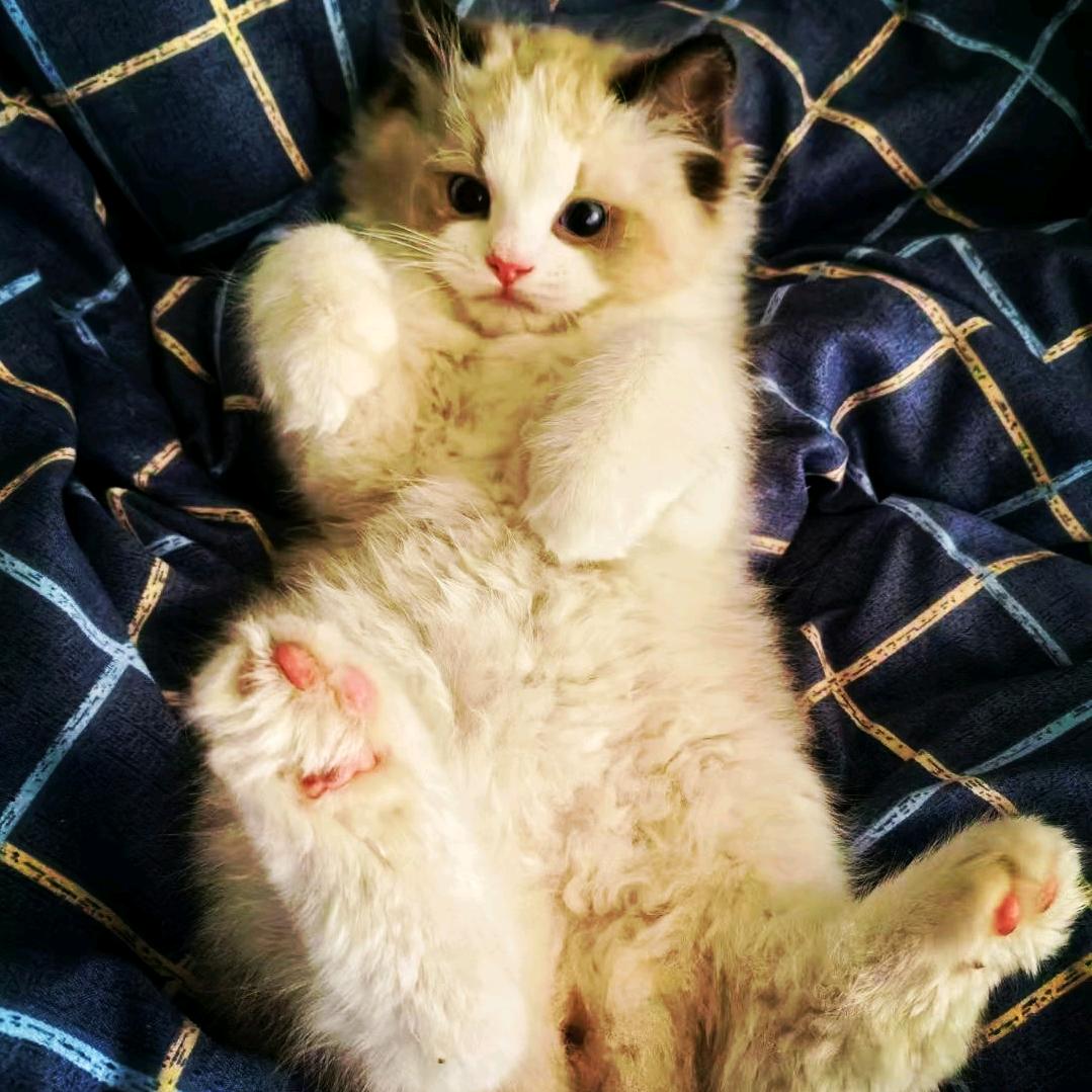 球球是只猫🐱