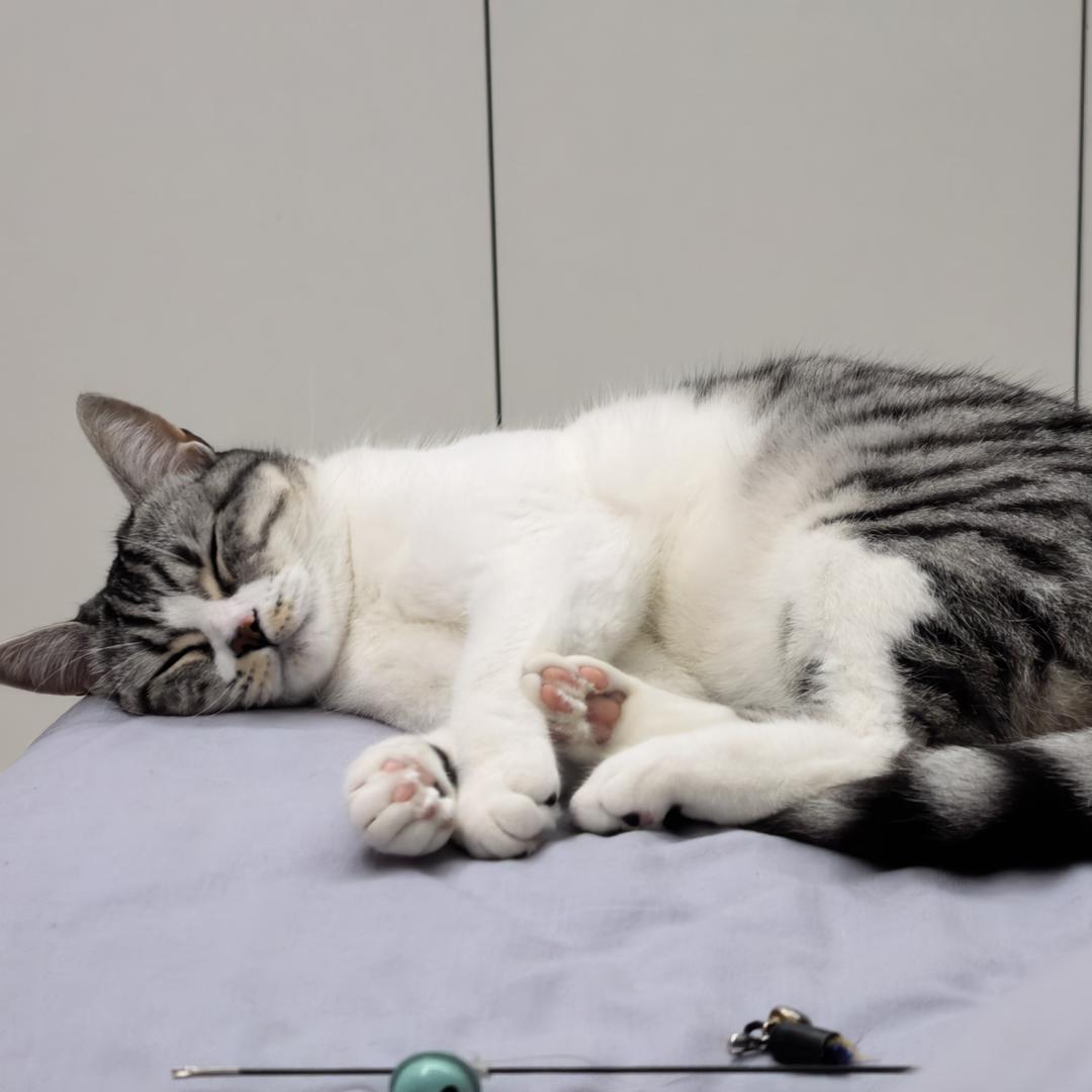 🐱