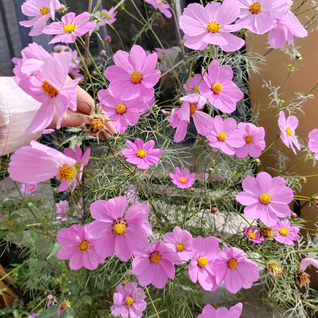 霜霜（孕晚期）待开盲盒