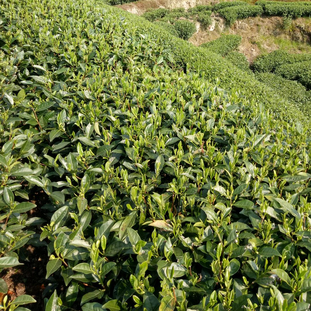 随爷