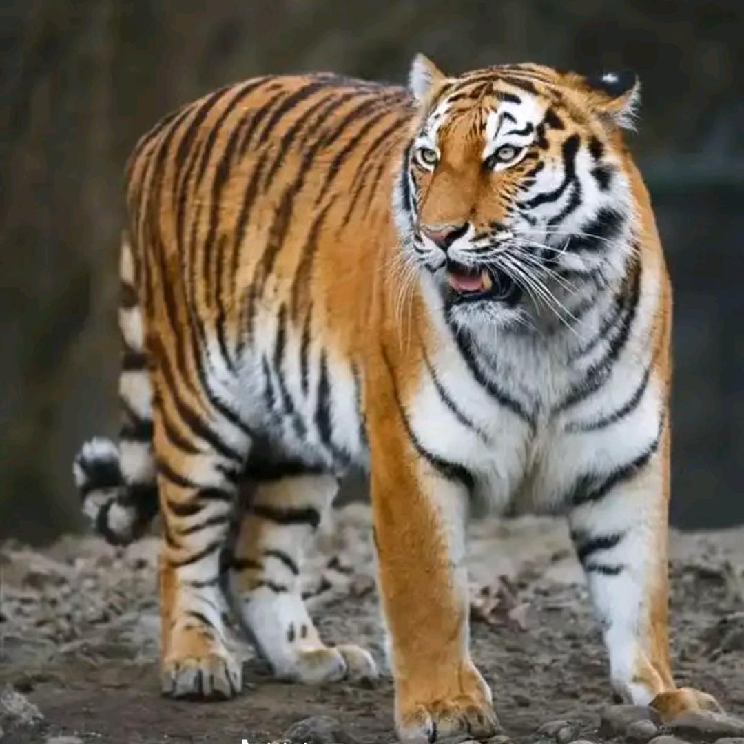 寒江孤影