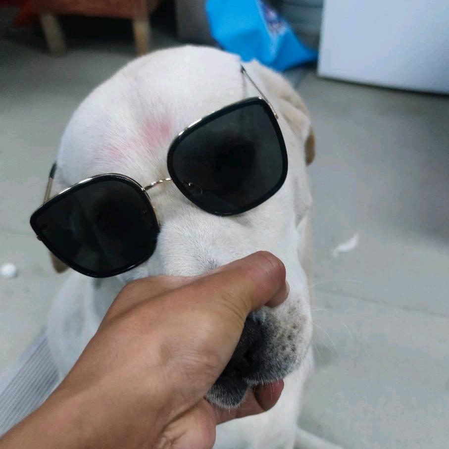 二狗