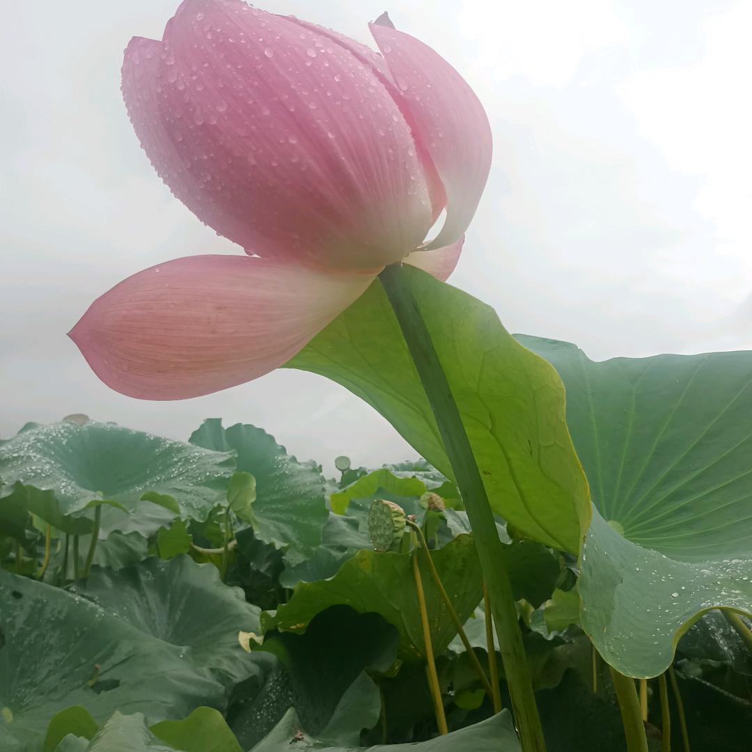小辉