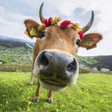 温兽医🐮