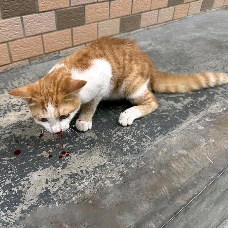 ঞོ🐾陌言🐾ོꦿ࿐