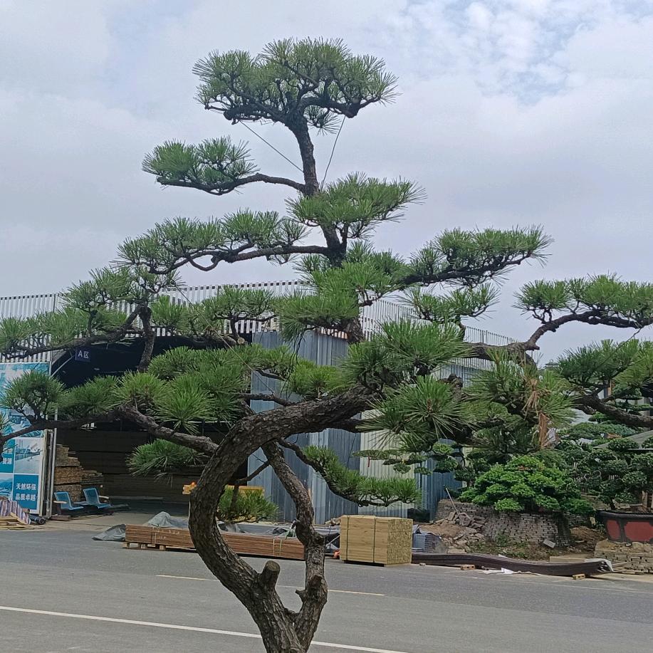 爱玩