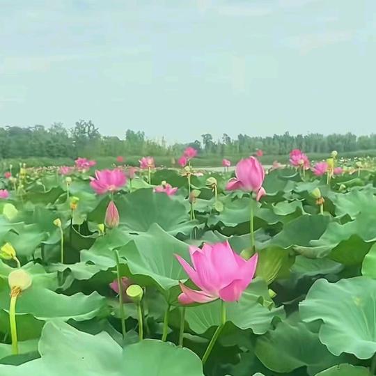 小老头