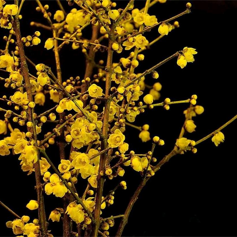 晟宏果树苗木专营店