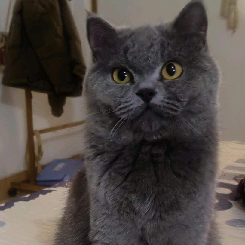 啤酒鸭