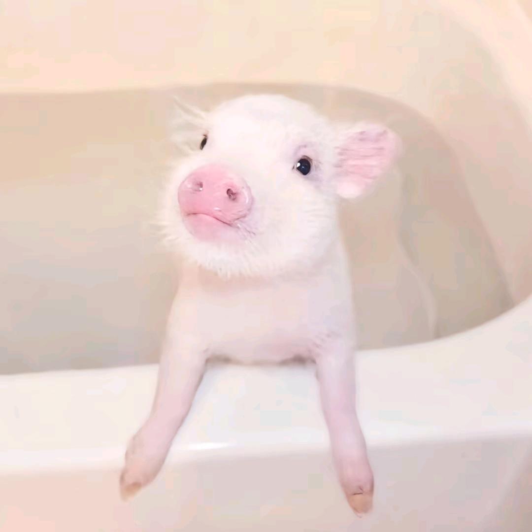 目睹4i邻居被老公调教成0的雨夜