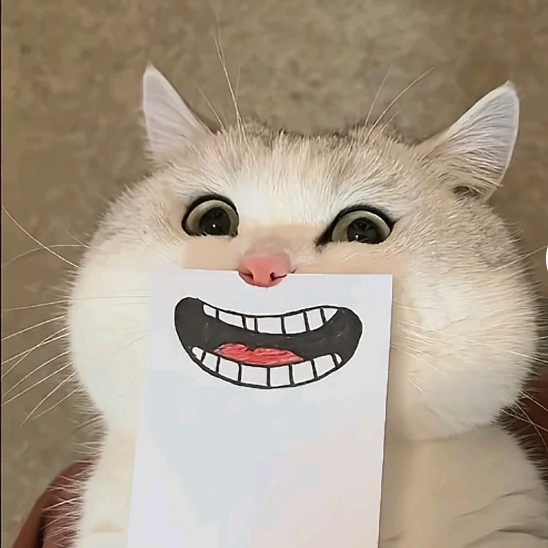 凌晨一点的猫
