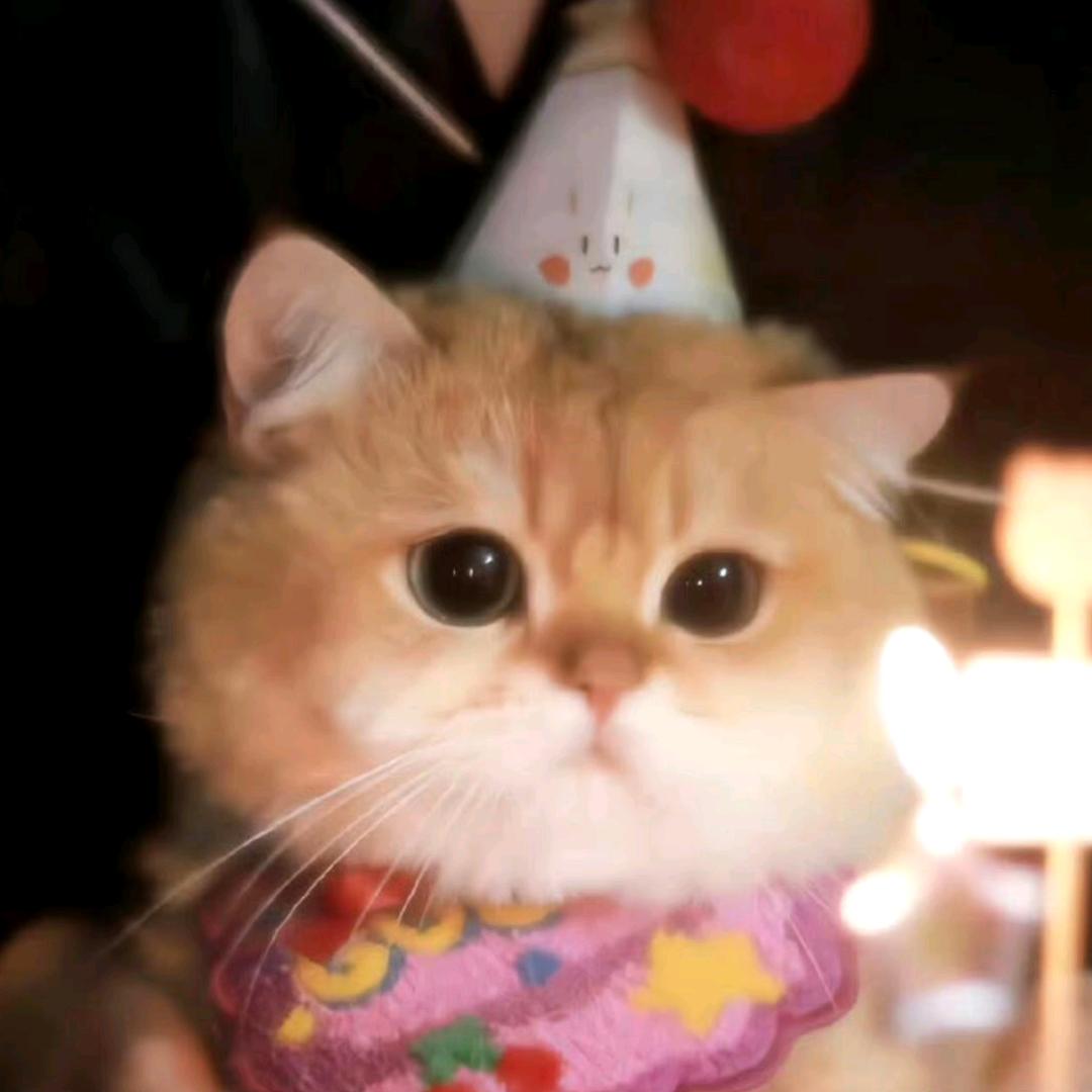 小猫日记(｡>∀<｡)