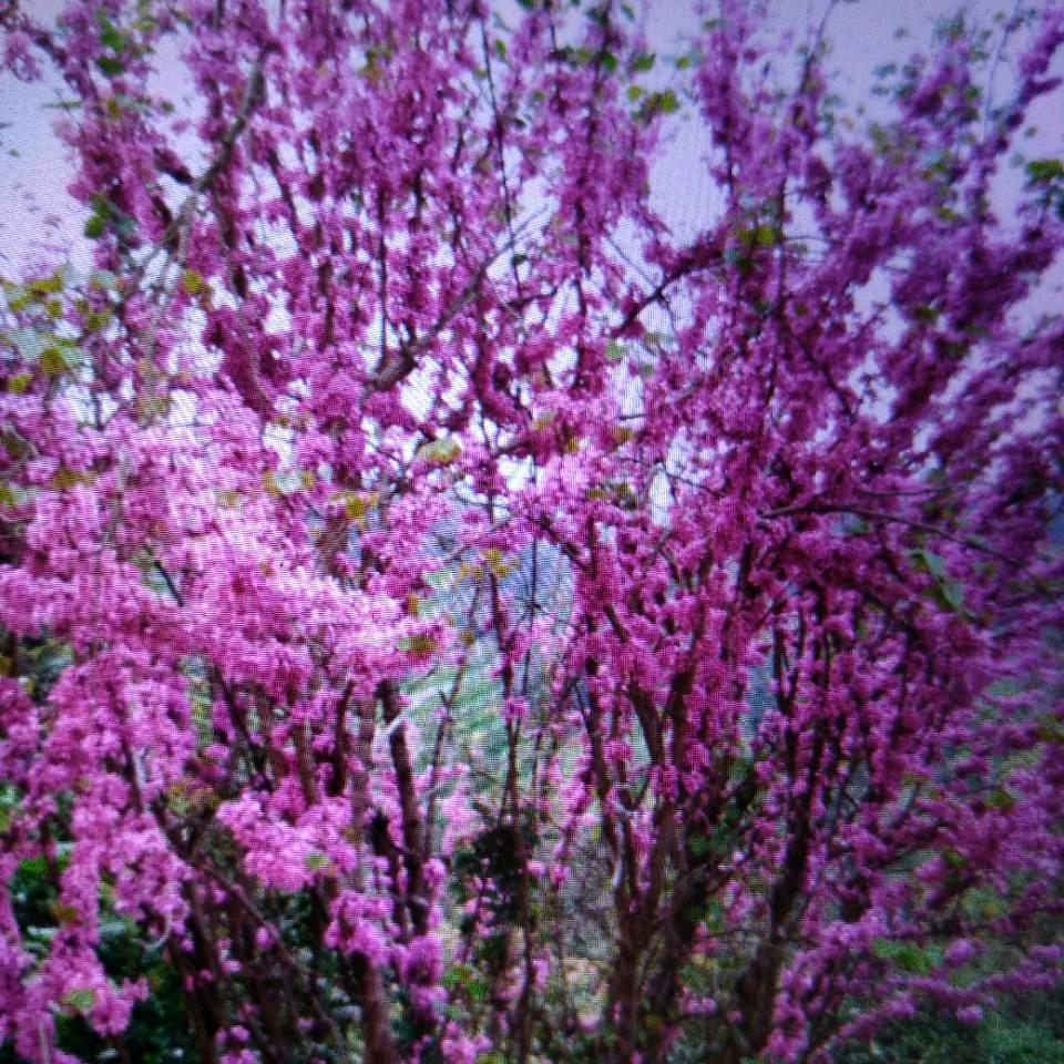 缘分🌿🌿(吴友不想说）🌿🌿