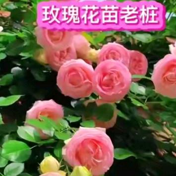小琪园艺