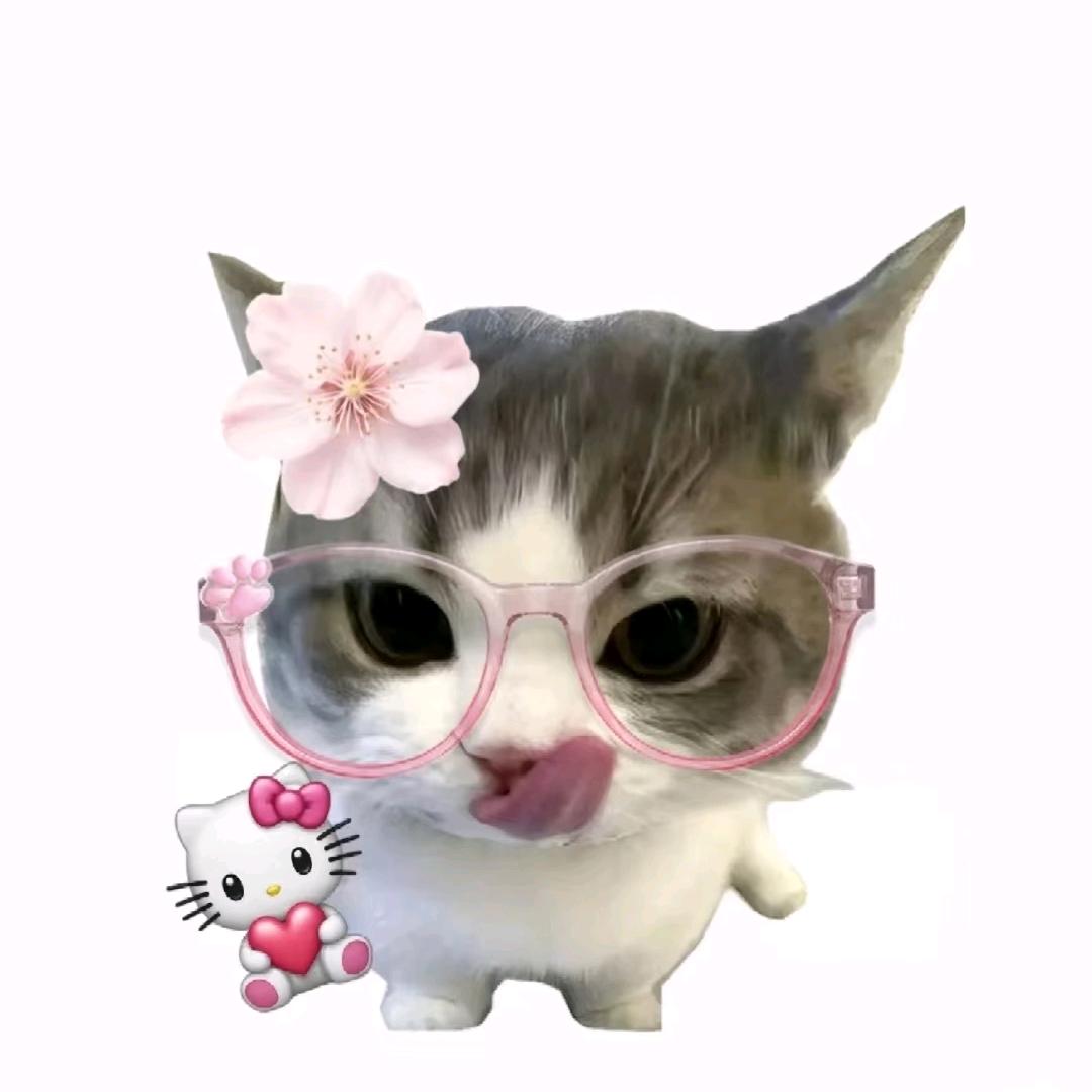 心碎小猫🐱