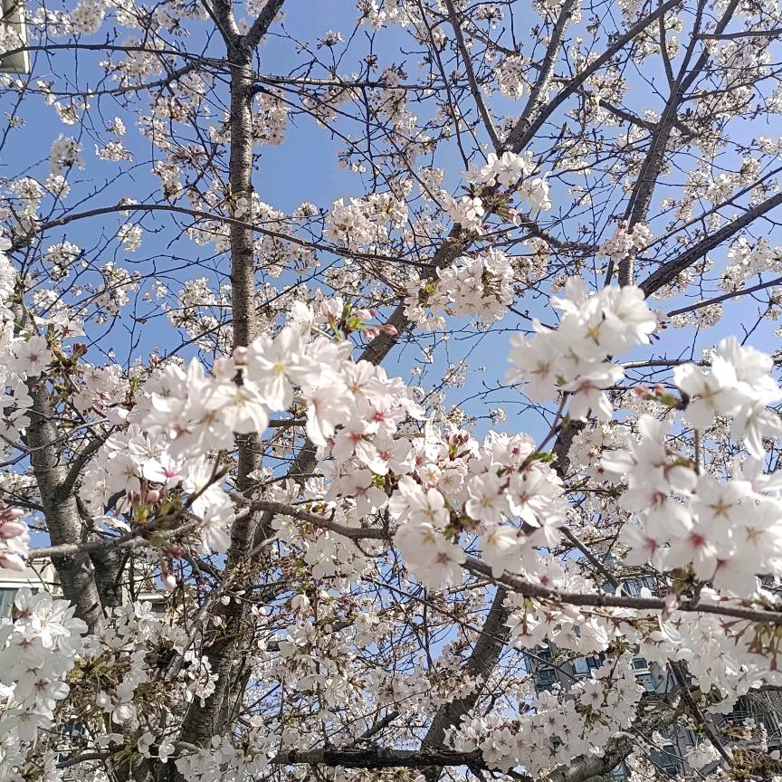 好运莲莲