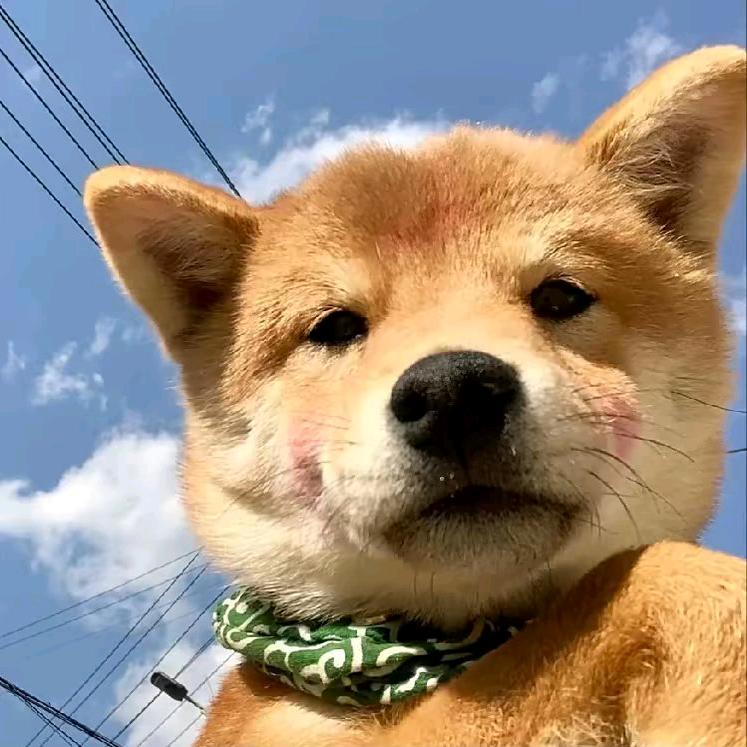 帅狗