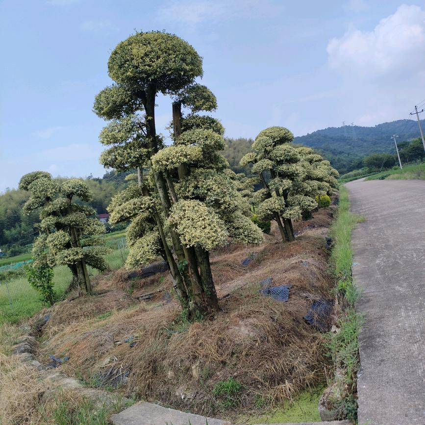 我爱你一生