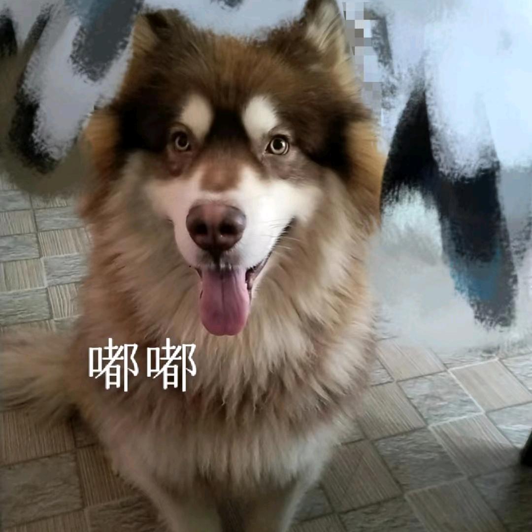 快乐汽水L