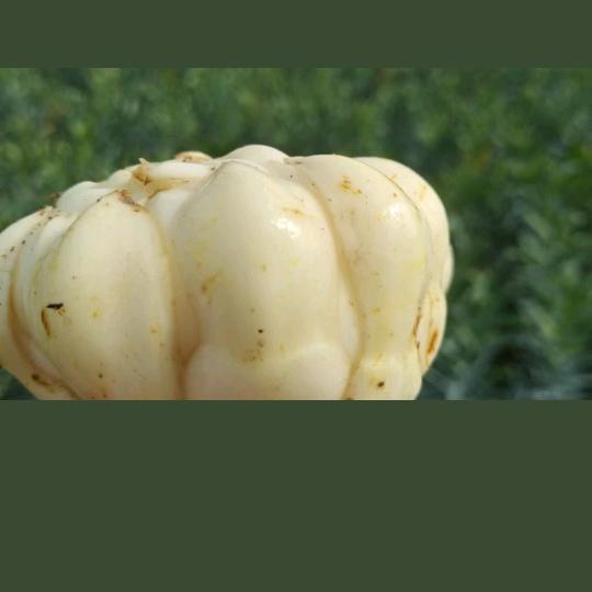 百合哥（隆回马哥）