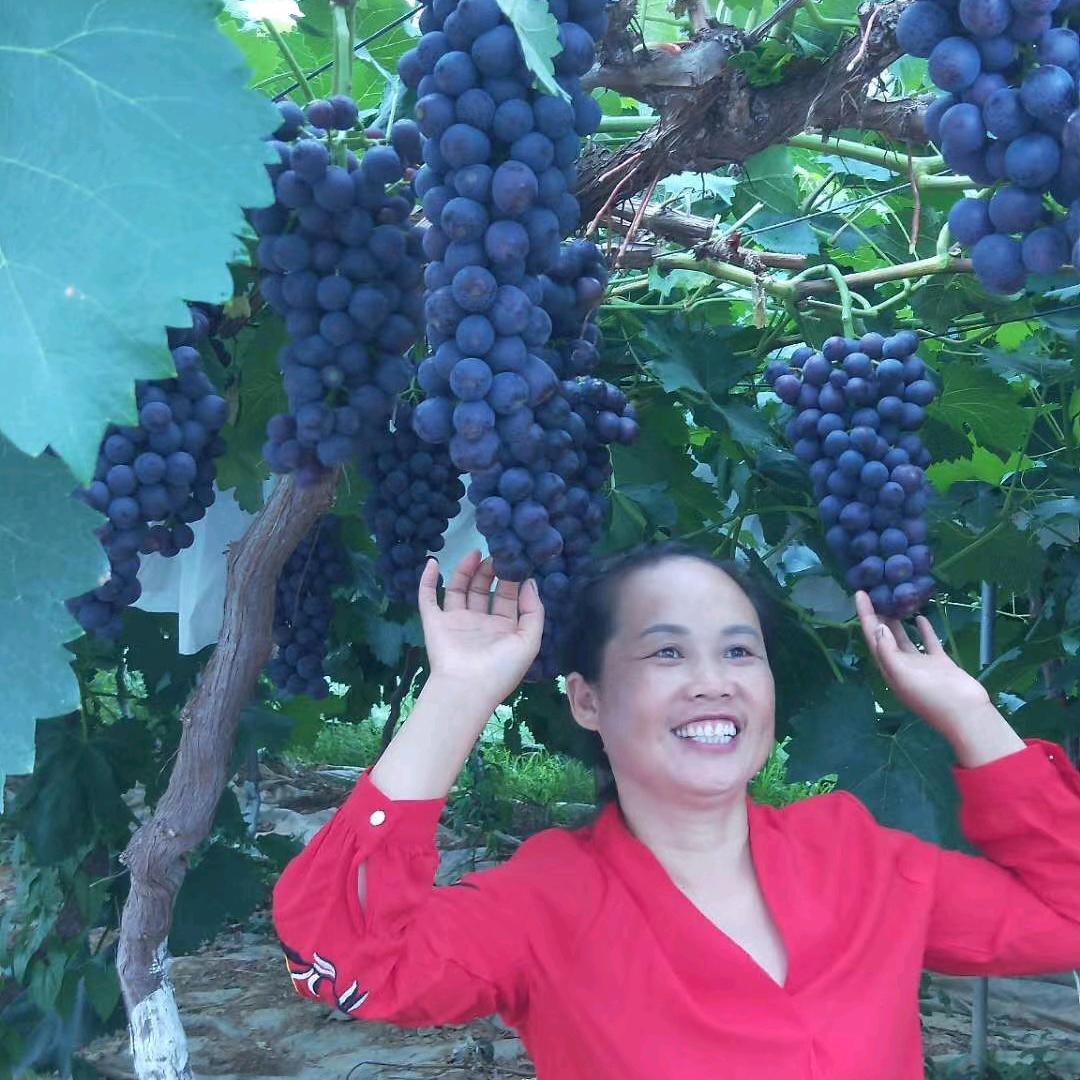 黔西葡萄姐