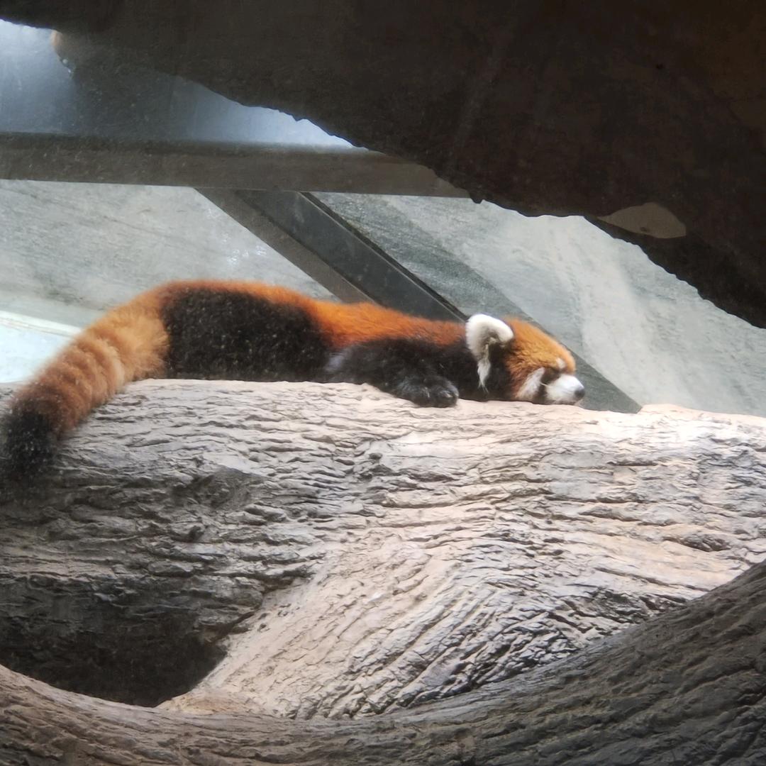 睡不够的哥白尼