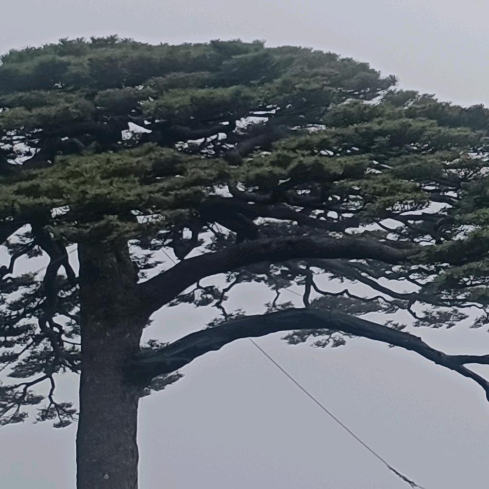 杨