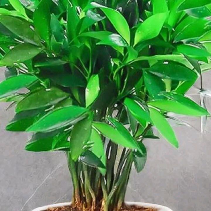 《周竹》