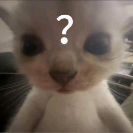 小猫>ᴗ<