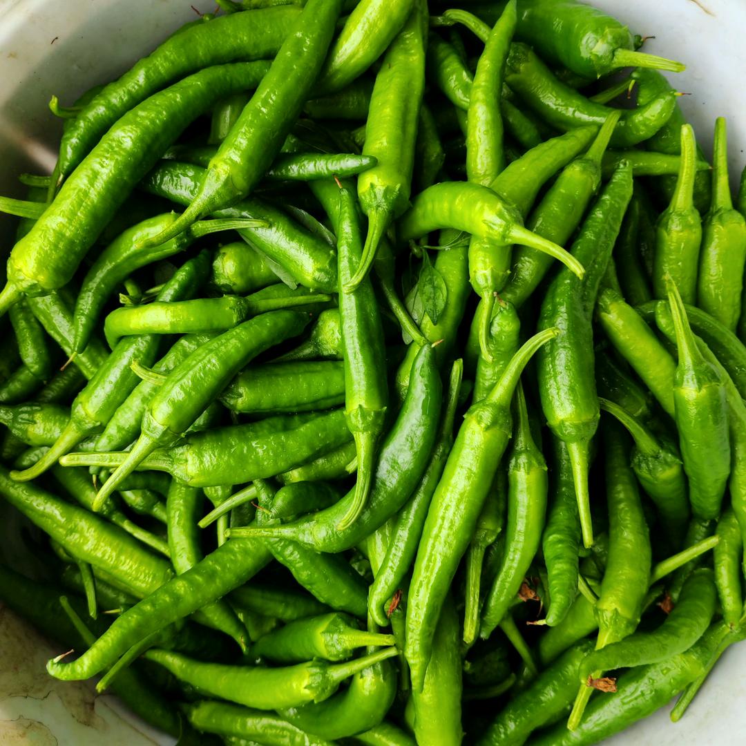 现摘樟树小青椒