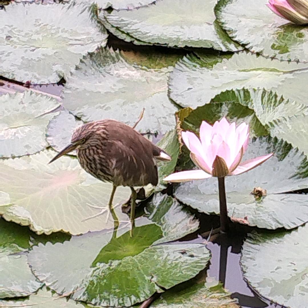 茉莉花爱钓鱼