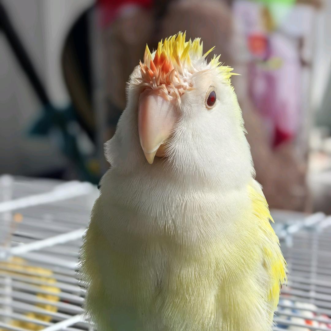 瑶小梦