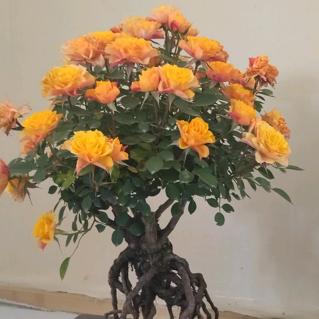 @张家大姐