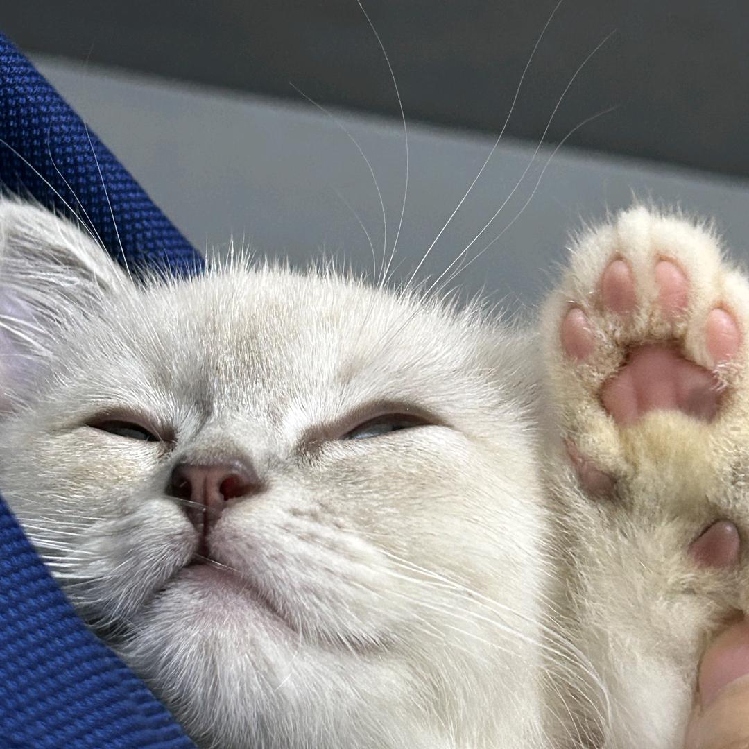 一坨可爱的奔驰