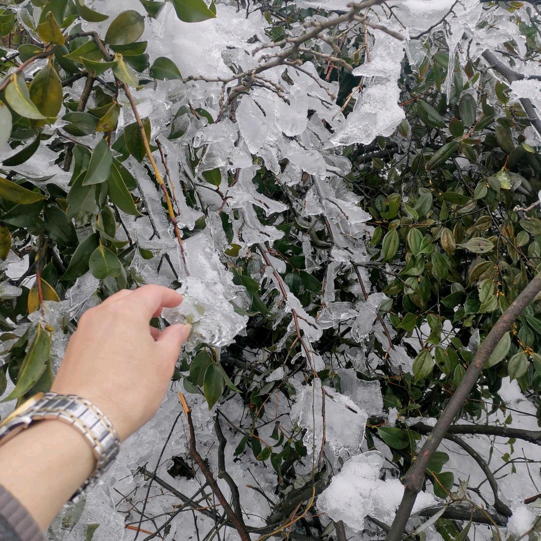 LLX细雨斜阳